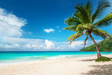 Sandy beach with coconut palm trees in the turquoise sea on Paradise island. Royalty high-quality free best stock of Panoramic beach landscape. Inspire tropical beach seascape horizon, Summer vacation
