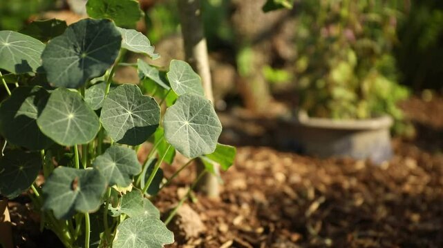 Nasturtium leaves in the garden with bokeh background and copy space