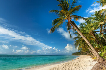 Sandy beach with coconut palm trees in the turquoise sea on Paradise island. Royalty high-quality free best stock of Panoramic beach landscape. Inspire tropical beach seascape horizon, Summer vacation