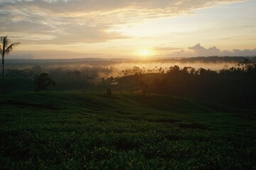 Fototapeta premium Sunrise over misty tea plantation with people