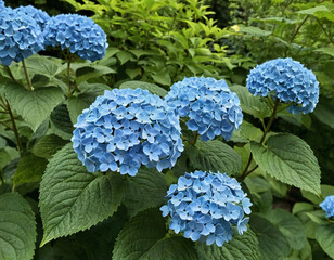Blue hydrangea flowers