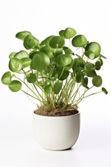 Fototapeta premium Peperomia Obtusifolia in Isolated Studio Pot. Beautiful Green Leaf Plant for Nature and Home Gardening