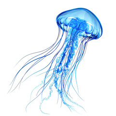 Isolated Flowing Blue Jellyfish with Long Tentacles