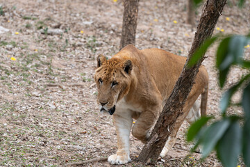 The tiger is resting and playing