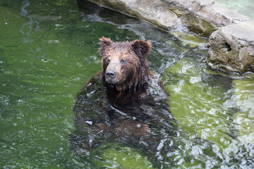 A brown bear is in the water