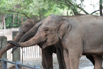 Fototapeta premium A number of elephants are present