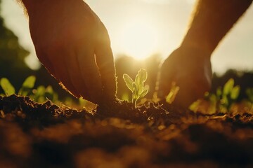 Fototapeta premium Hands Planting Seedlings at Golden Sunset