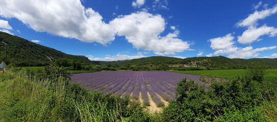 Un champ de lavande en fleurs dans la Vallée de l'Ibie, dans le département de l'Ardèche en France