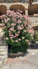 Maison en pierre, fleurie de lauriers roses, dans la vallée de l'Ibie dans le département de l'Ardèche en France