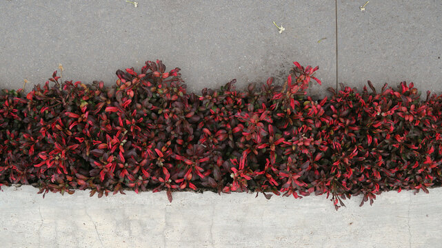 Alternanthera ficoidea red &lsquo;Chartreuse&rsquo; - Joseph's Coat, Jacob's Coat