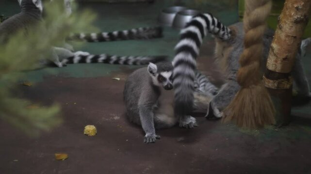 close up family of adult lemurs , animal lemur in zoo