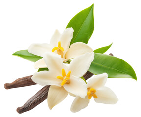 Obraz premium Delicate white flowers with vibrant yellow centers and green leaves beside vanilla pods isolated on transparent background.