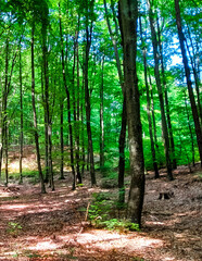 Forest landascape in northern Poland.