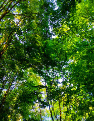Green branches as a natural background.