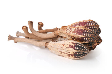 Mahogany pods , Dried mahogany fruit , Dried Natural Mahogany Pods , Wooden Bird on white background