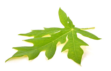 Obraz premium Papaya leaf on white background isolate image.