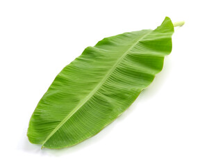 Obraz premium green banana leaf on white background