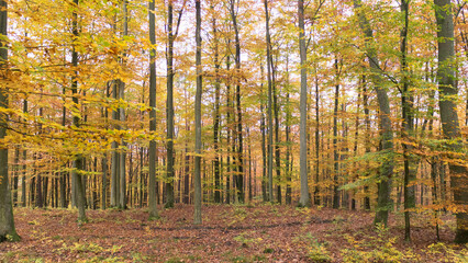 Fototapeta premium Landscape of autumnal forest.