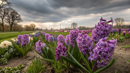 Obraz premium Beautiful purple hyacinths blooming in a garden under a dramatic cloudy sky