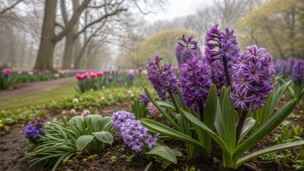 Vibrant purple hyacinths growing in a misty garden during spring season
