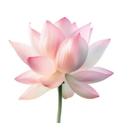 Naklejka premium beautiful pink lotus flower with delicate petals and serene appearance, symbolizing purity and tranquility