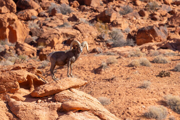 Naklejka premium Desert Bighorn Sheep Ram in Red Rocks in the Nevada Desert