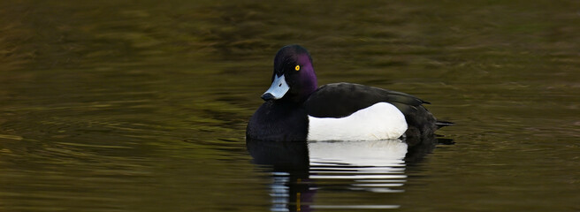 Tufted duck - male // Reiherente - Männchen (Aythya fuligula) 