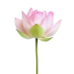 beautiful pink lotus flower with delicate petals and green stem, symbolizing purity and tranquility. This stunning bloom stands out against transparency background, evoking sense of calm and
