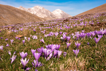 Obraz premium Violet flowers in mountain in spring