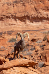 Desert Bighorn Sheep Ram in Red Rocks in the Nevada Desert