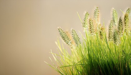 Obraz premium アイボリー色のナチュラルな背景に、草原と新芽が広がり、春の目覚めをシンプルで優しく表現 