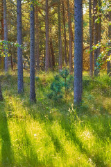 Trees, forest and grass in nature, outdoor and summer with sustainability, growth and green in countryside. Woods, landscape and plants in environment, eco friendly and timber production in Denmark