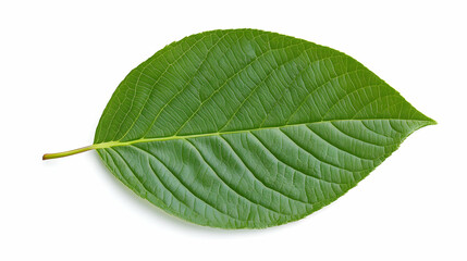 Obraz premium Single green leaf, isolated, white background, nature photography, botanical illustration