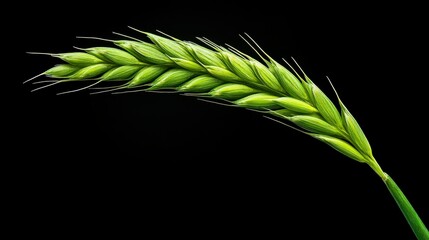 Emerald Grain's Whispers: A close-up view showcases a singular vibrant green grain, its delicate form set against a stark backdrop of black. The detail captures the freshness of nature.
