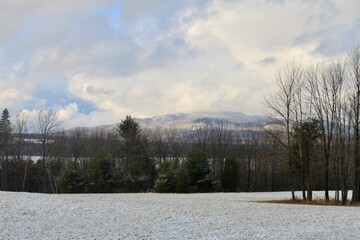 snow covered trees