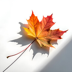 Fototapeta premium One autumn maple leaf with warm gradient colors and soft shadow on a white surface