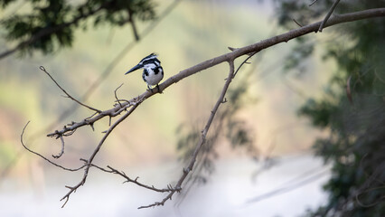 Pied Kingfisher, Ceryle rudis, perching on tree branch in nature, black and white kingfisher with short, bushy crest and glossy dark bill, often hovers over water when seeking prey, waterside habitat