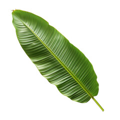 Fototapeta premium Large green leaf with prominent veins, showcasing tropical appearance and vibrant color. Perfect for nature themed designs or backgrounds