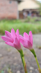 Obraz premium Pink rain lily (Fairy Lily, Zephyranthes rosea) flower spring, summer,nature background.
