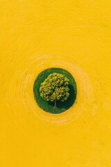 Obraz premium Solitary Tree in a Yellow Rapeseed Field