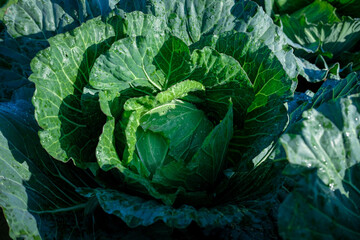 Obraz premium Green leafy vegetables in the backyard