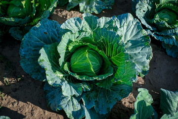 Obraz premium head of cabbage