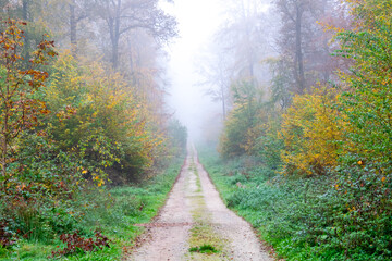 Fabulous forest with trees and road with fog in the autumn day.