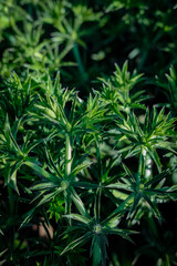 close up of marijuana plant
