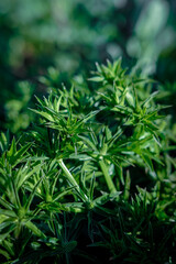 Green leafy vegetables in the backyard
