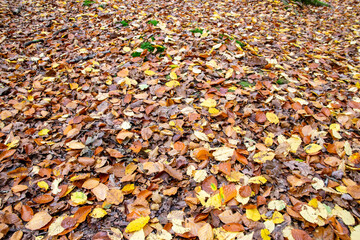 Autumn yellow leaves in the little park with sun weather.
