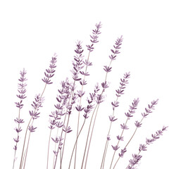 flowers and leaves in pictures illustrator2D