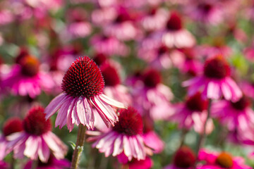 echinacea purpurea - coneflowers in the garden - soft focus