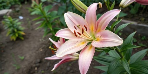 Obraz premium Overhead shot of lily flower in a garden, landscape, flower, botanical, lily