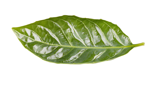 A single green leaf with a prominent vein running down the center, isolated against a white background. 
